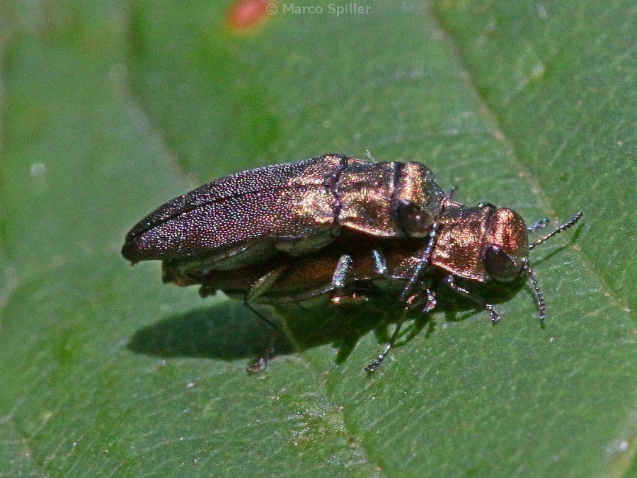 Buprestide da determinare - Agrilus viridicaerulans ssp. rubi (cfr.)